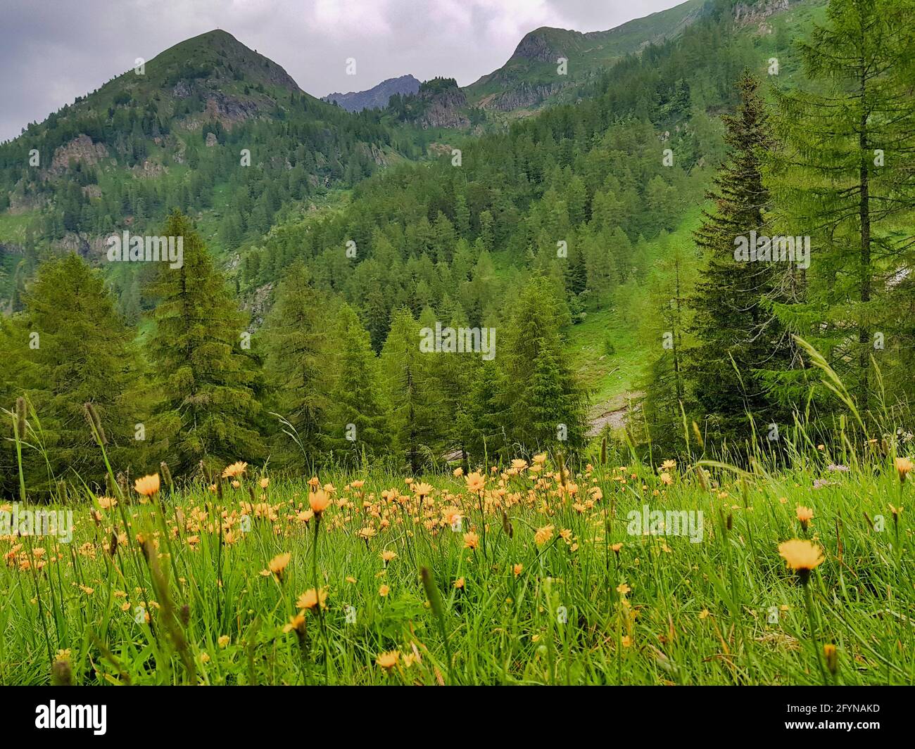 Flower field with green grass and dense trees in hills Stock Photo