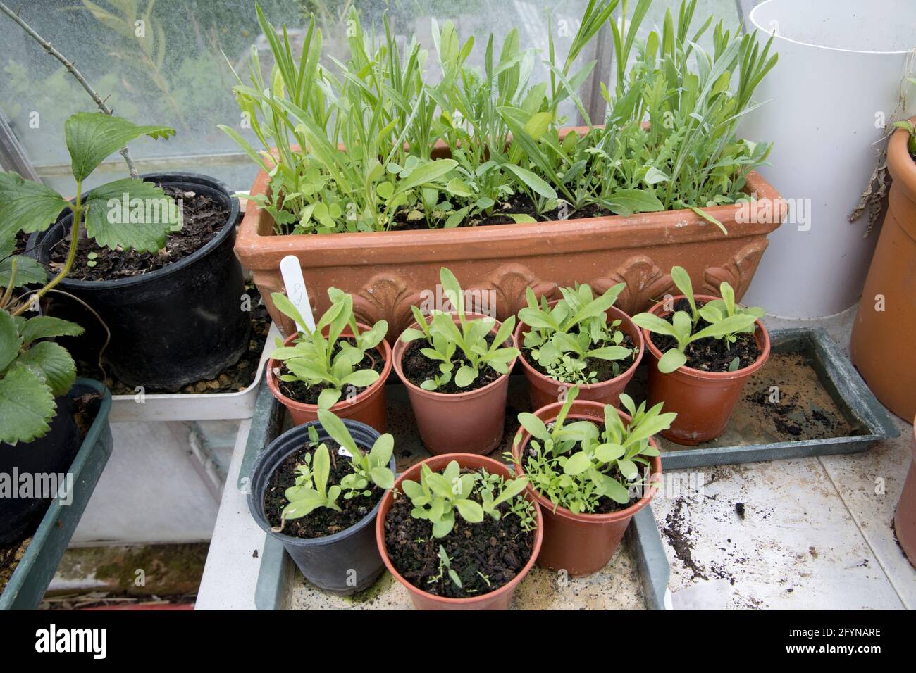 Grown in plugs hi-res stock photography and images - Alamy