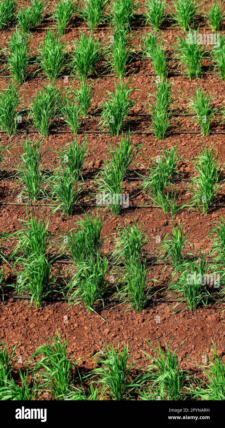 Top view showing rows of wheat ,Triticum plants growing with drip