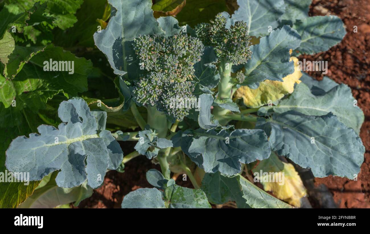 Closeup top view showing Broccoli, Brassica Oleracea,wild  cabbage plant  with green leaves growing in agriculture farm Stock Photo