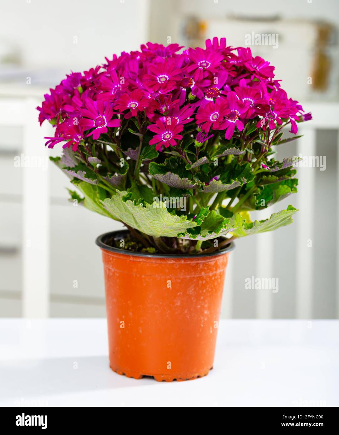 View of Cinereria in a pot - a bright and beautiful plant of the aster family Stock Photo