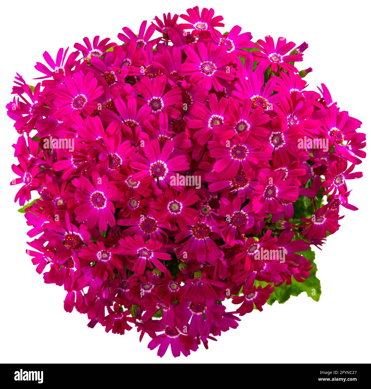 Top view of richly blooming cineraria bush with mauve flowers. Isolated over white background Stock Photo