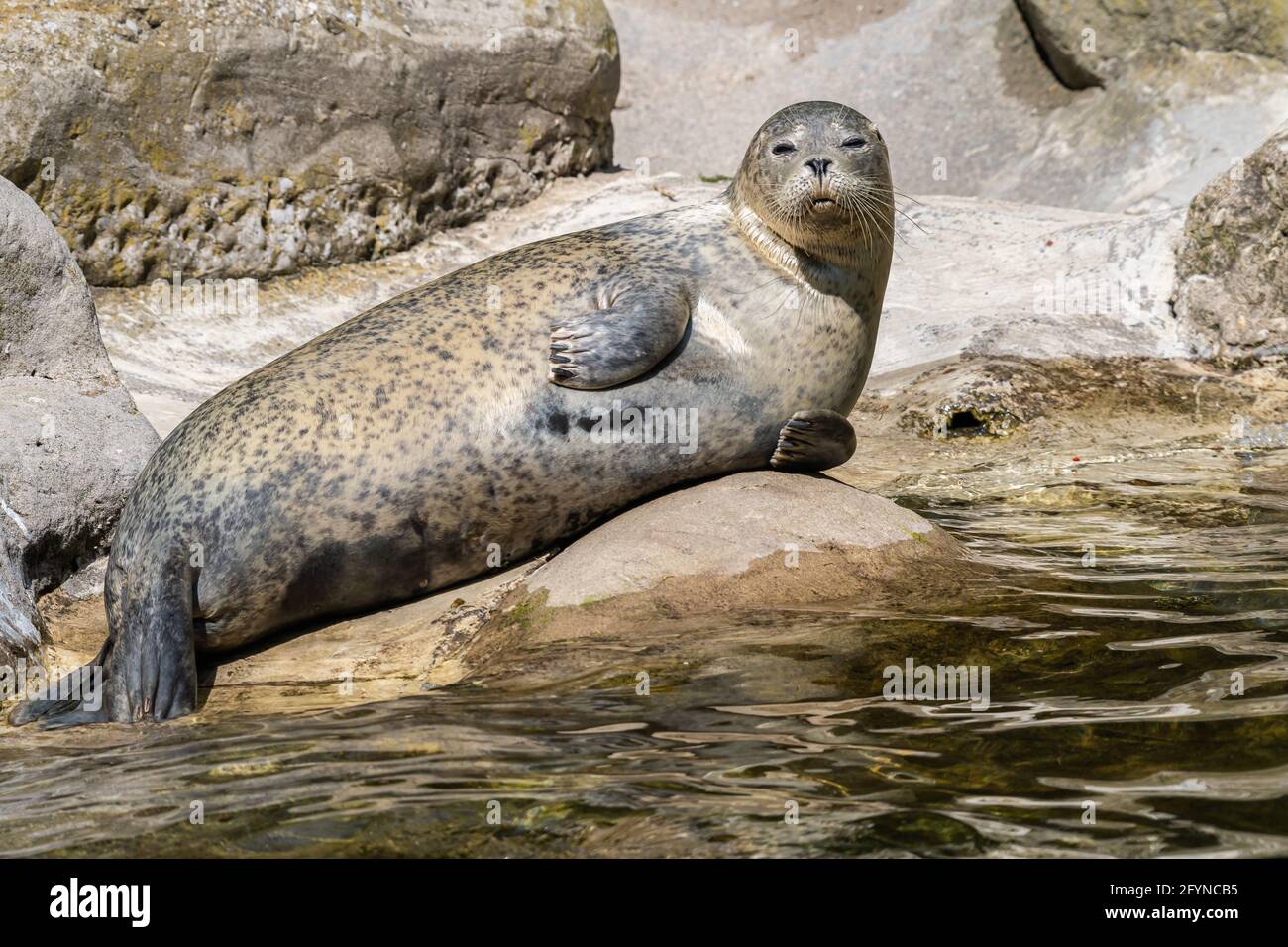 The harbor seal, also known as the common seal, is a true seal found along temperate and Arctic marine coastlines. Here a seal at zoo in Zurich, Switz Stock Photo