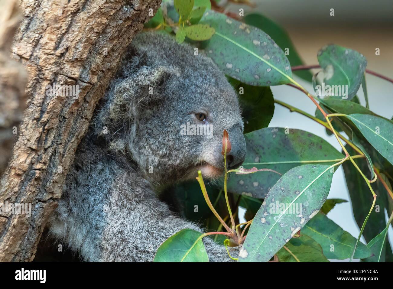 The koala or koala bear, is an arboreal herbivorous marsupial native to Australia. On the photo is koala in zoo Zurich. Stock Photo