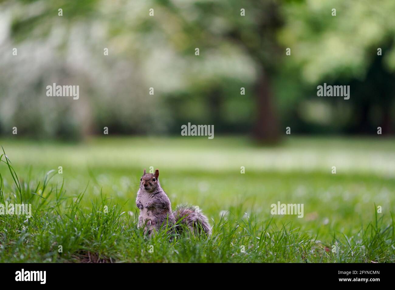 A squirrel at Cannon Hill Park in Birmingham, with the bank holiday weekend expected to bring blue skies and widespread sunshine. Picture date: Saturday May 29, 2021. Stock Photo