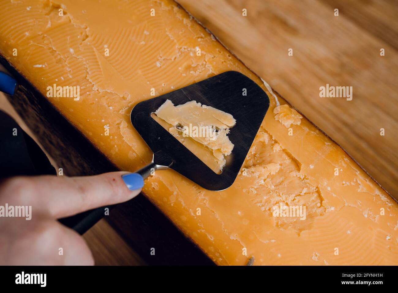 Slicing aged cheese parmesan with crystals using slicer knife. Hard cheese with knife for