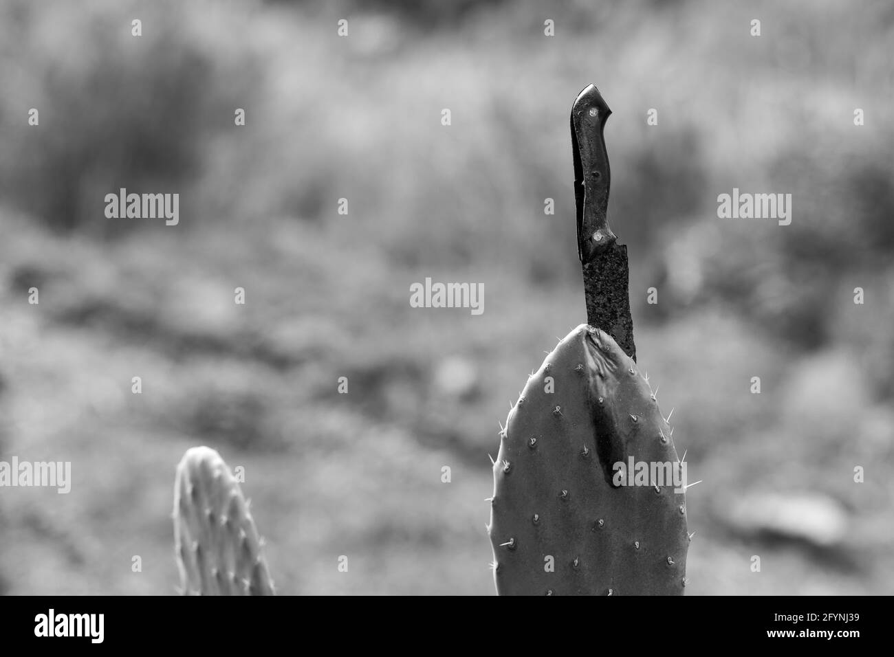 Knife in a cactus plant Stock Photo