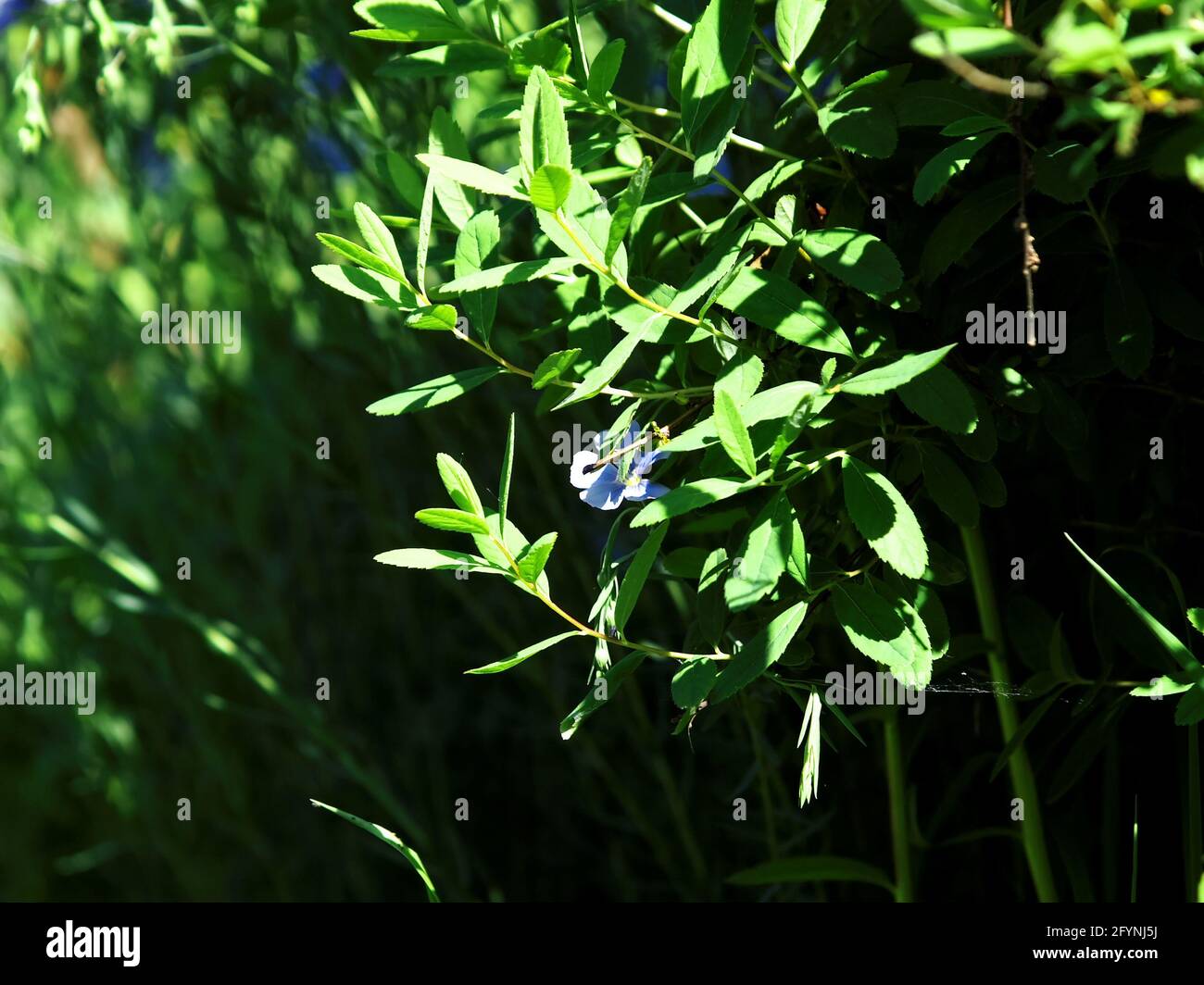 small blue flowers on bushes, in summer Stock Photo