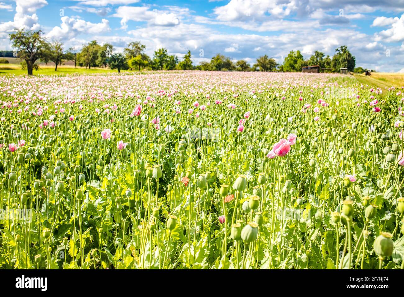 Summer meadow with poppies and beautiful clouds in the sky Stock Photo ...