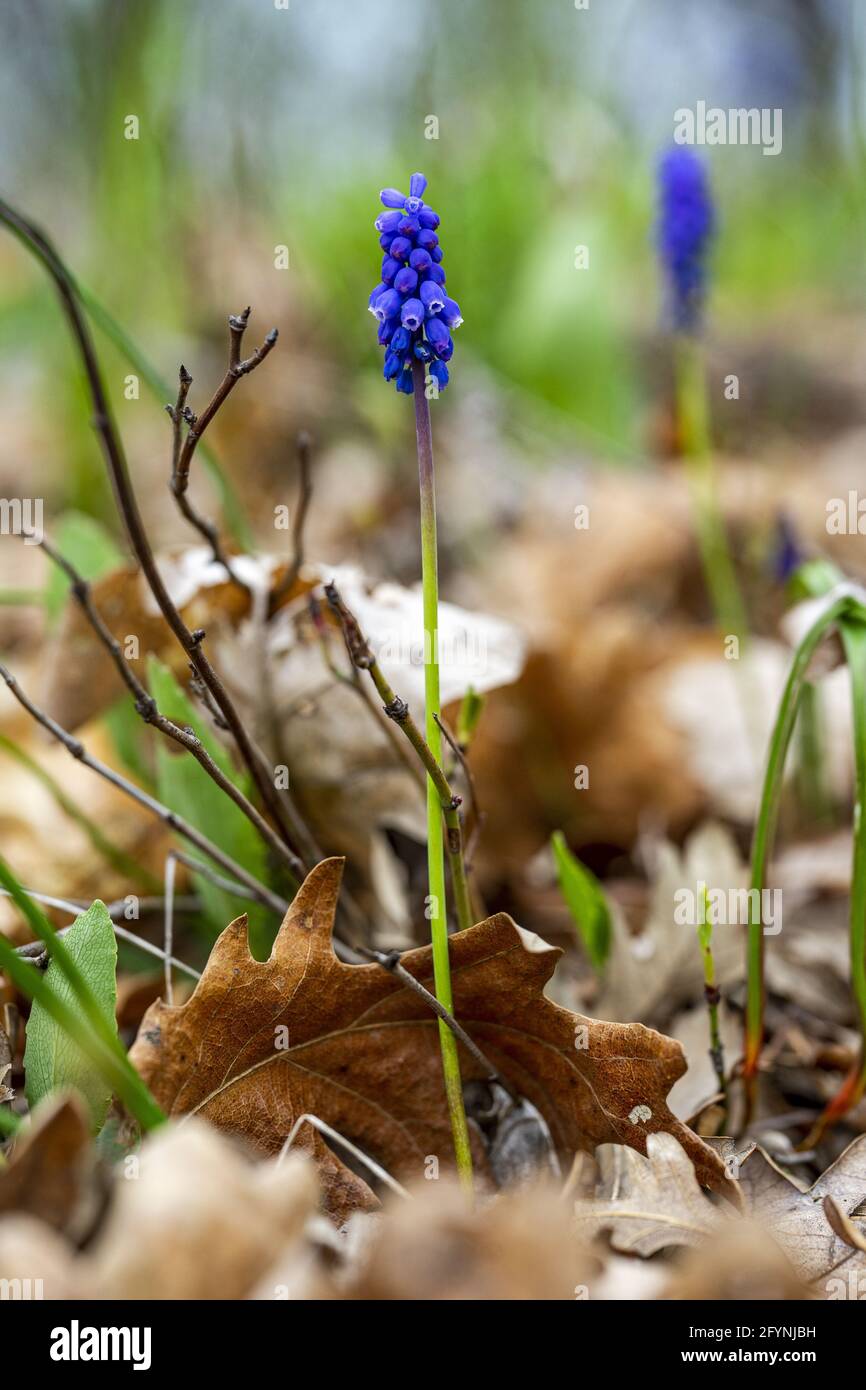 Shallow focus shot flowering hi-res stock photography and images - Alamy