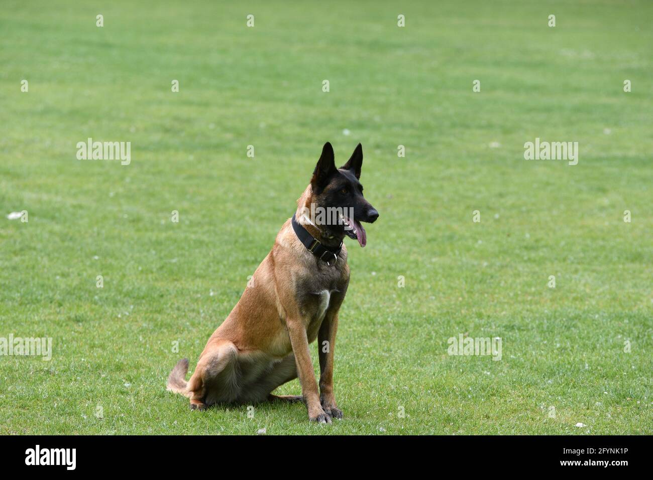 Belgian Shepherd Photo High Resolution Stock Photography And Images Alamy