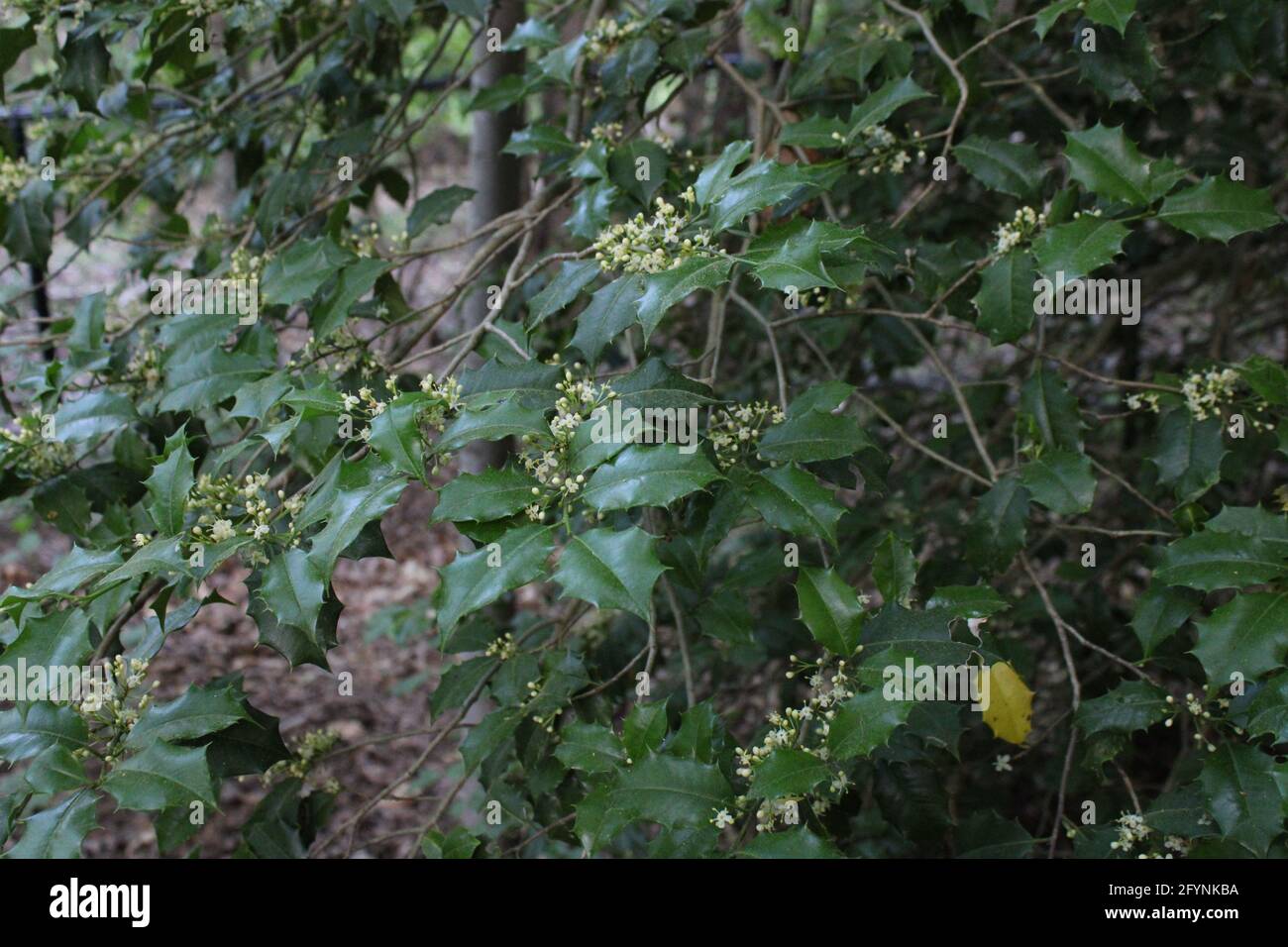 American holly tree hires stock photography and images Alamy