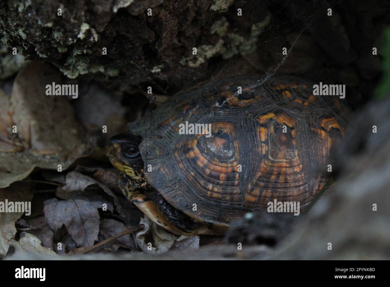 An Eastern Box Turtle In an Old Log Stock Photo - Alamy