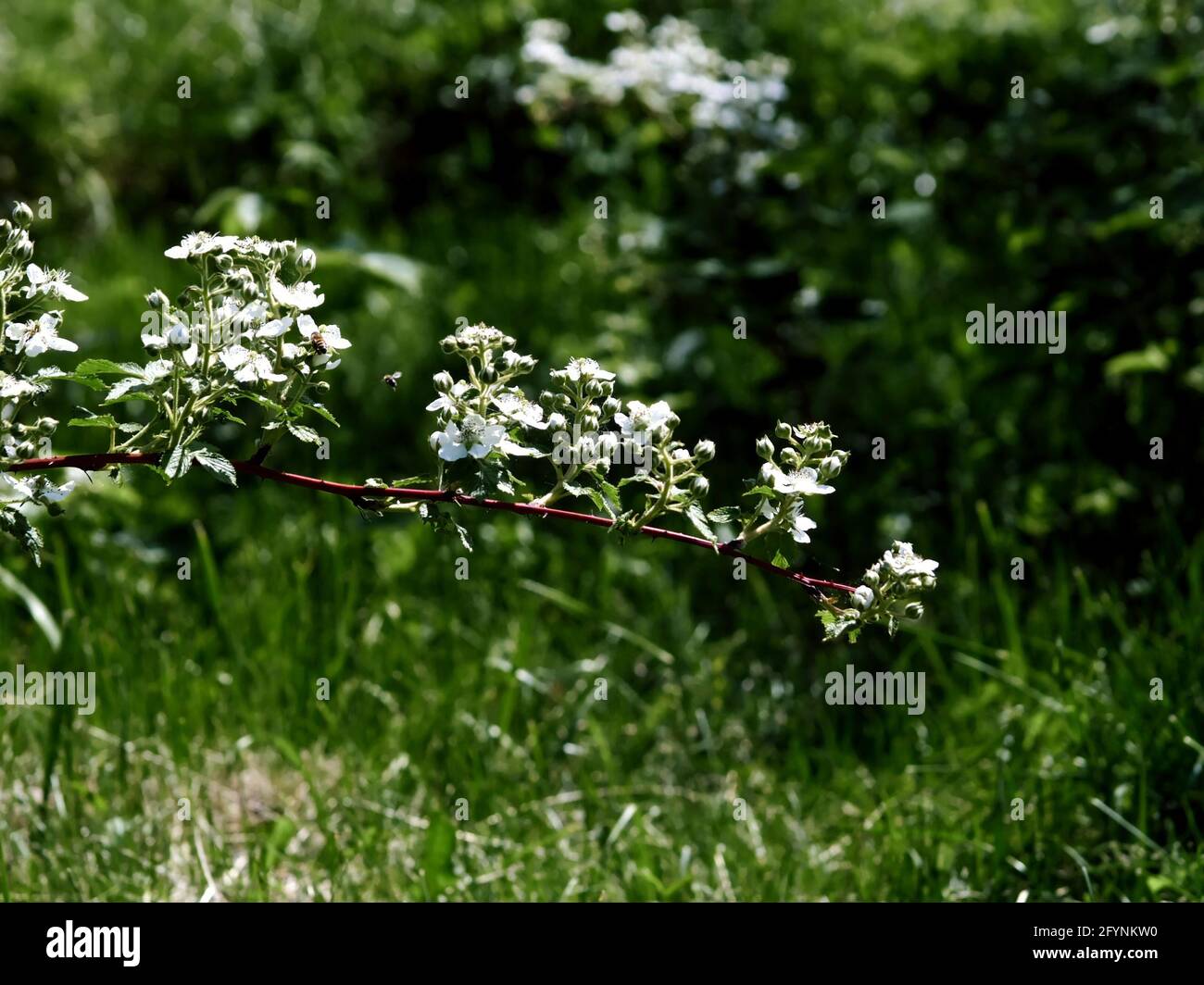 raspberry flowers on the branches in the garden, in summer Stock Photo ...