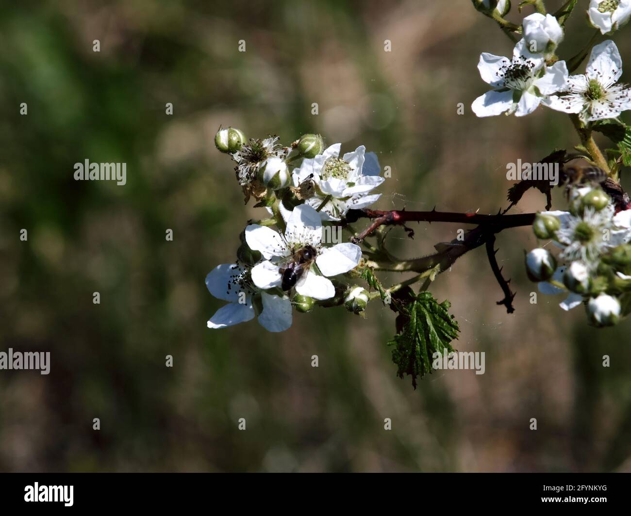 raspberry flowers on the branches in the garden, in summer Stock Photo ...