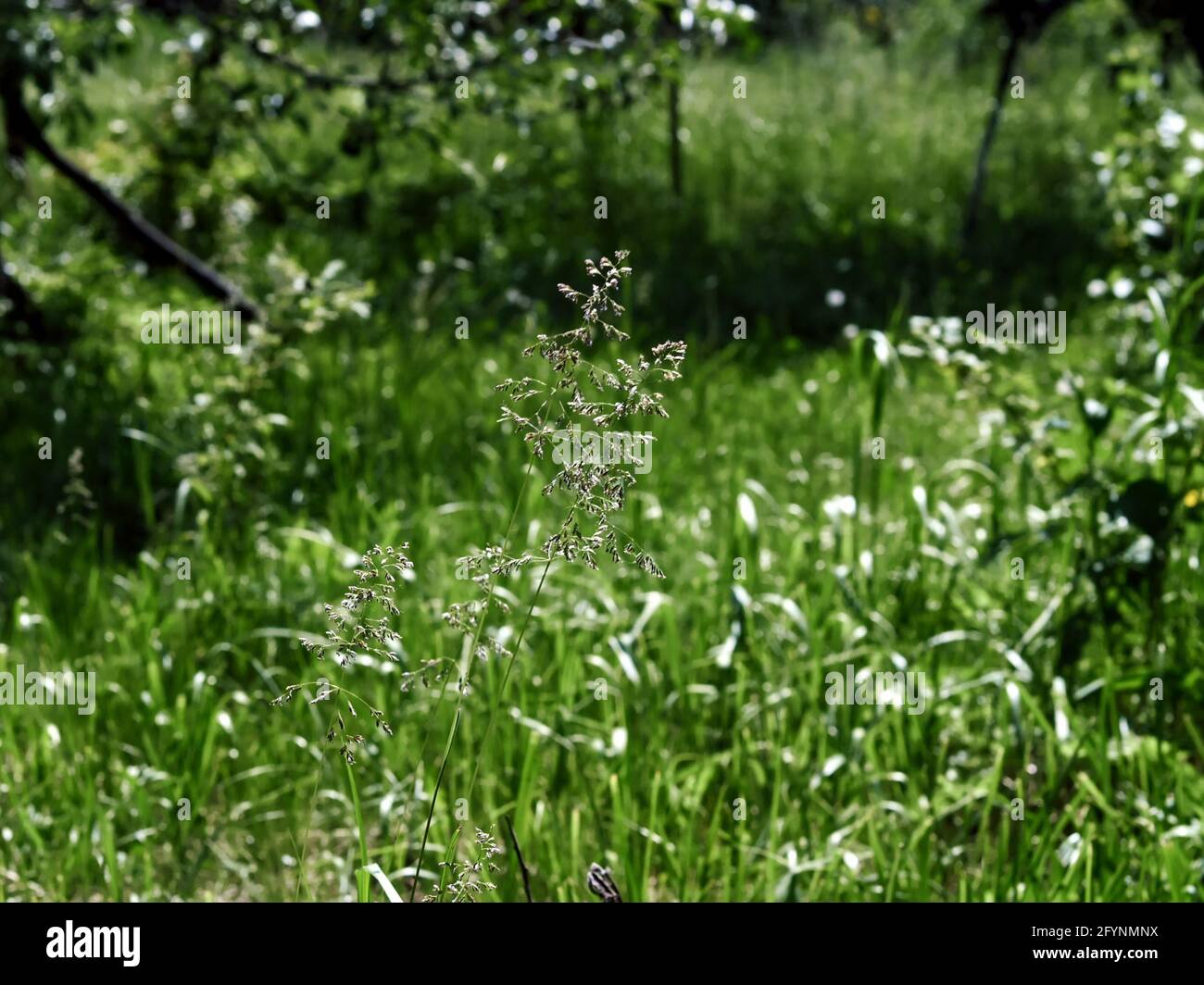 Tall green grass straw in hi-res stock photography and images - Alamy