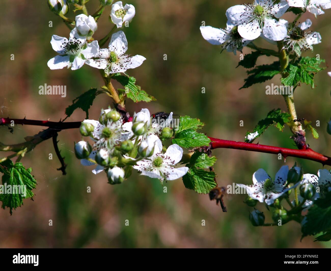 raspberry flowers on the branches in the garden, in summer Stock Photo ...
