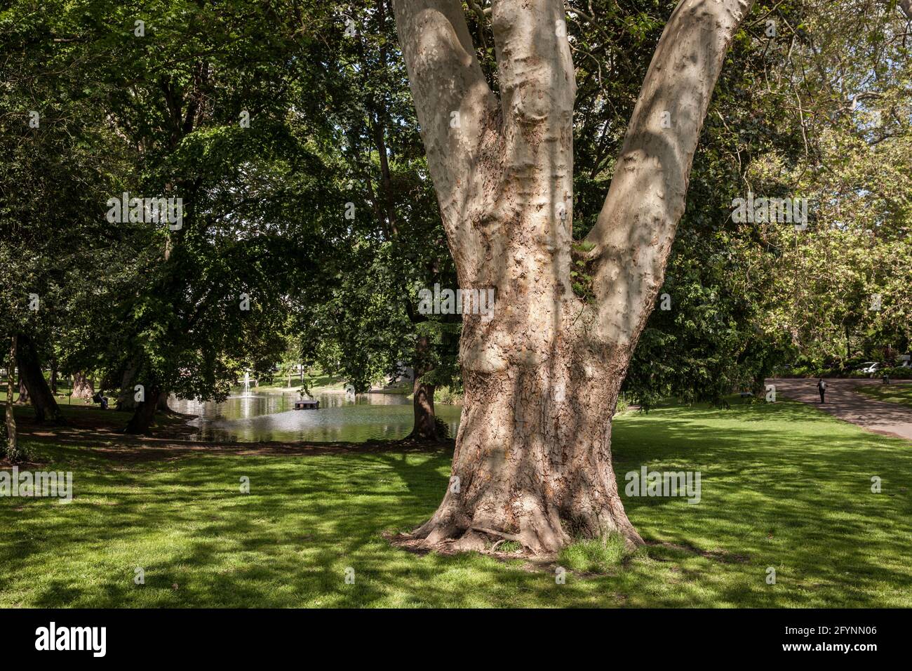 park at the Theodor-Heuss-Ring near the square Ebertplatz, trunk of an old plane tree, Cologne, Germany.  Park am Theodor-Heuss-Ring nahe Ebertplatz, Stock Photo