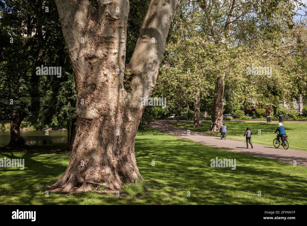 park at the Theodor-Heuss-Ring near the square Ebertplatz, trunk of an old plane tree, Cologne, Germany.  Park am Theodor-Heuss-Ring nahe Ebertplatz, Stock Photo