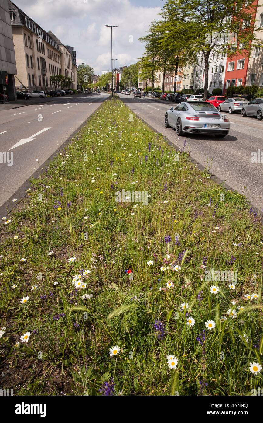 various flowers grow on the central reservation of Riehler Strasse, Cologne, Germany.  verschiedene Blumen wachsen auf dem Mittelstreifen der Riehler Stock Photo