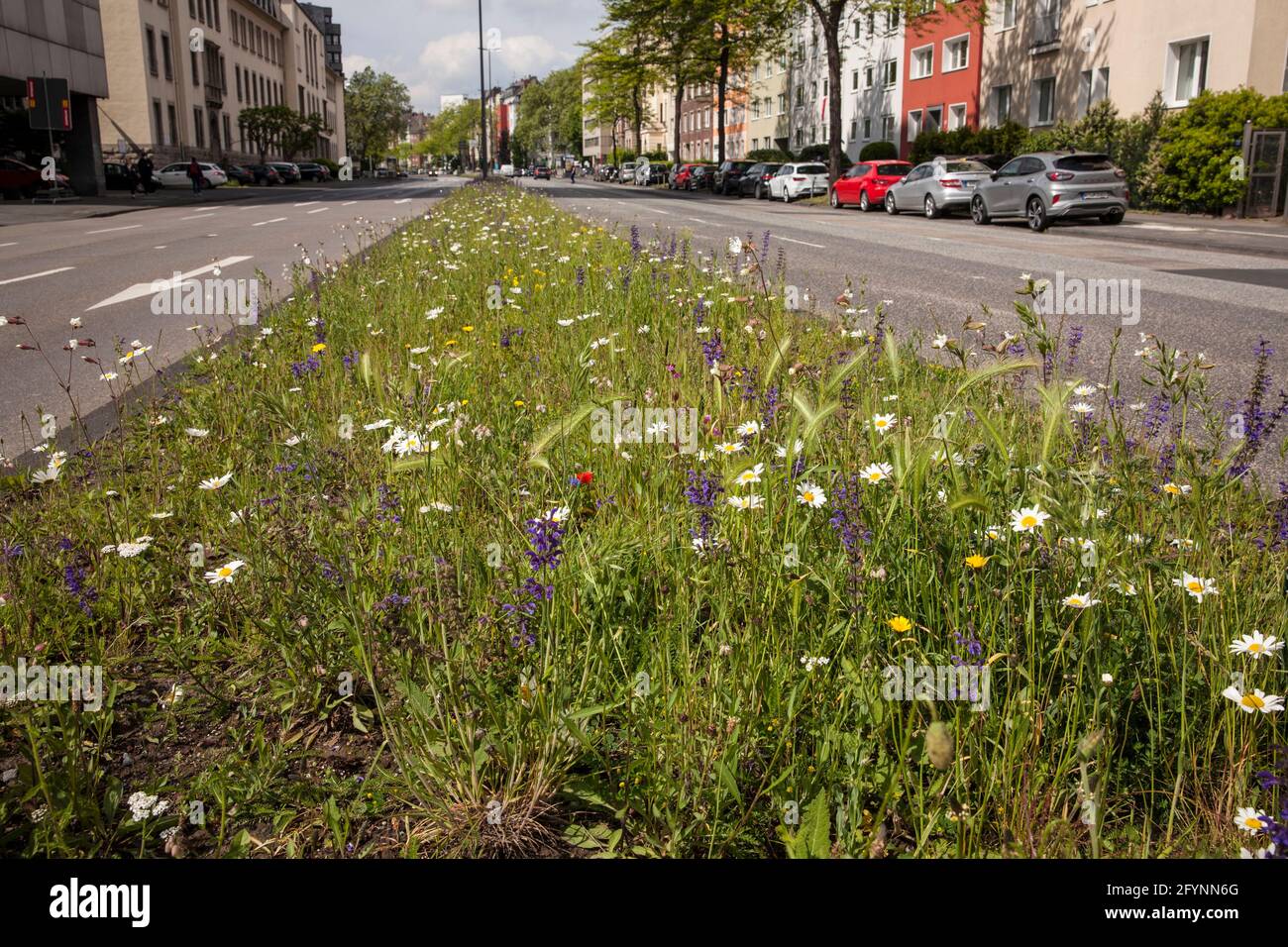 various flowers grow on the central reservation of Riehler Strasse, Cologne, Germany.  verschiedene Blumen wachsen auf dem Mittelstreifen der Riehler Stock Photo