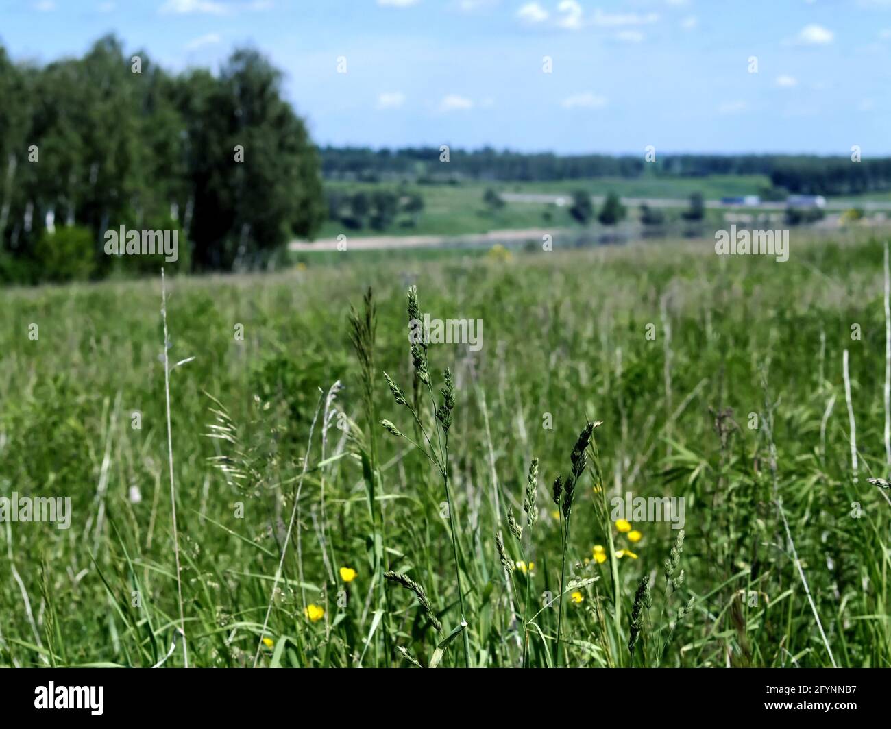 Tall green grass straw in hi-res stock photography and images - Alamy