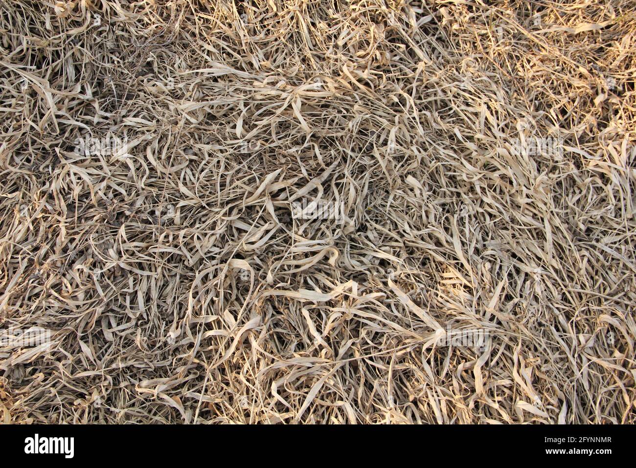 Rough sunlit seed husks, hay straws and pattern texture background in the field of Lithuania Stock Photo