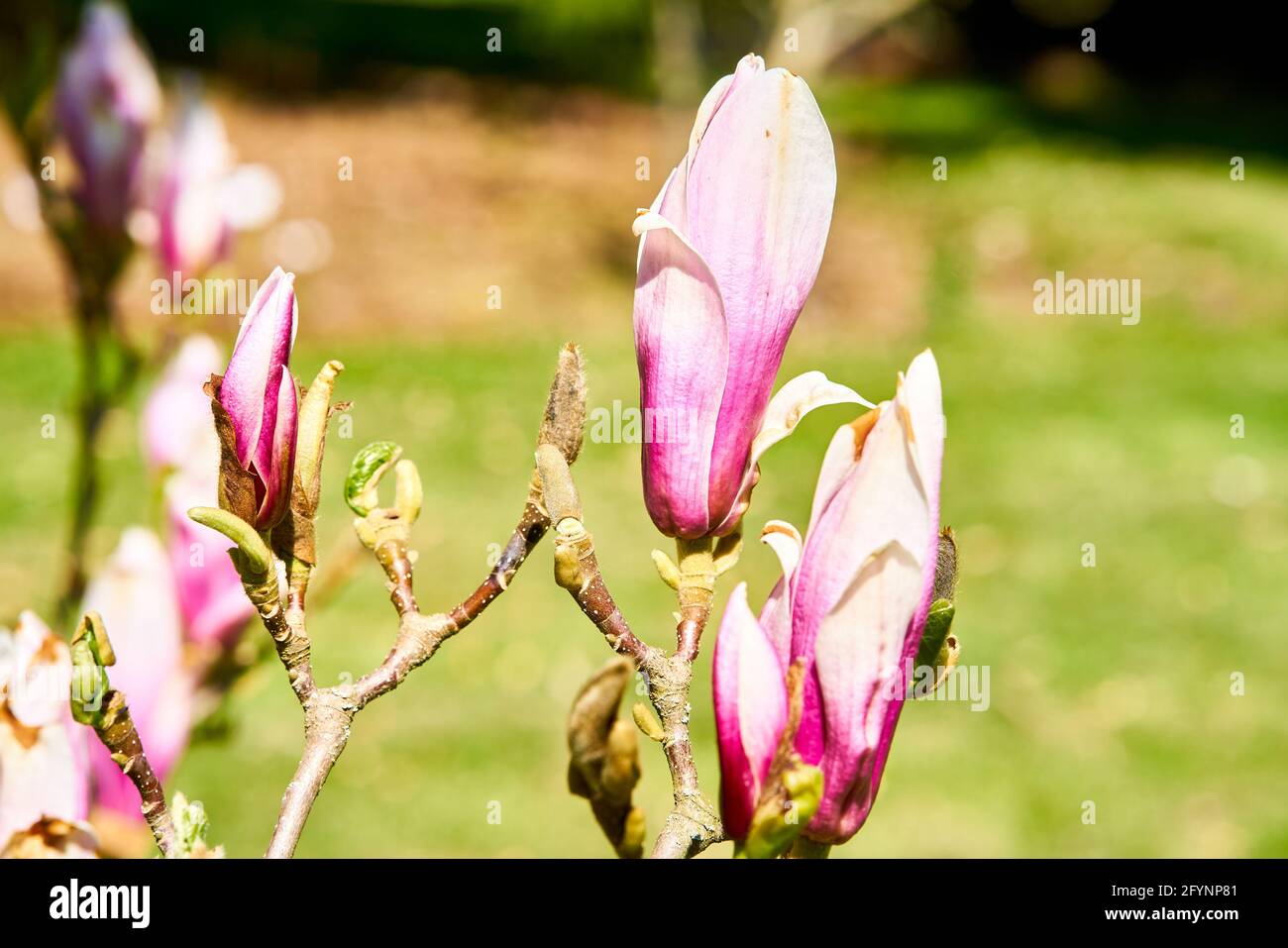 Young magnolia tree purple hi-res stock photography and images - Alamy