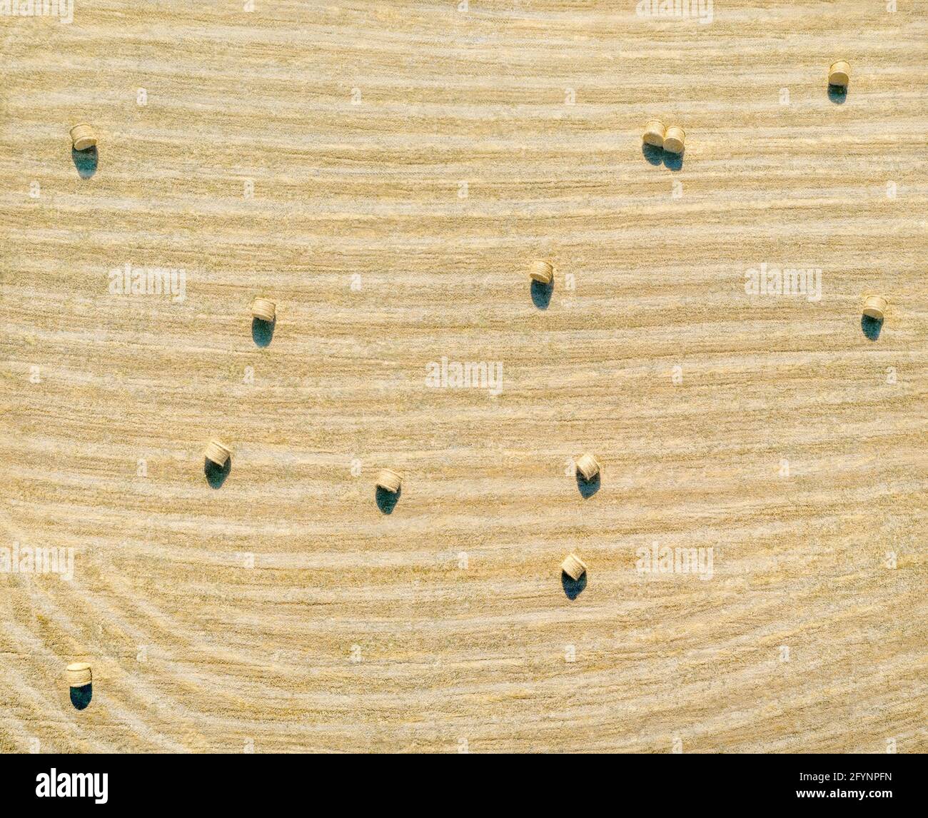 Hay bales in a field of yellow dry grass with stripes. Natural pattern, aerial view directly above Stock Photo