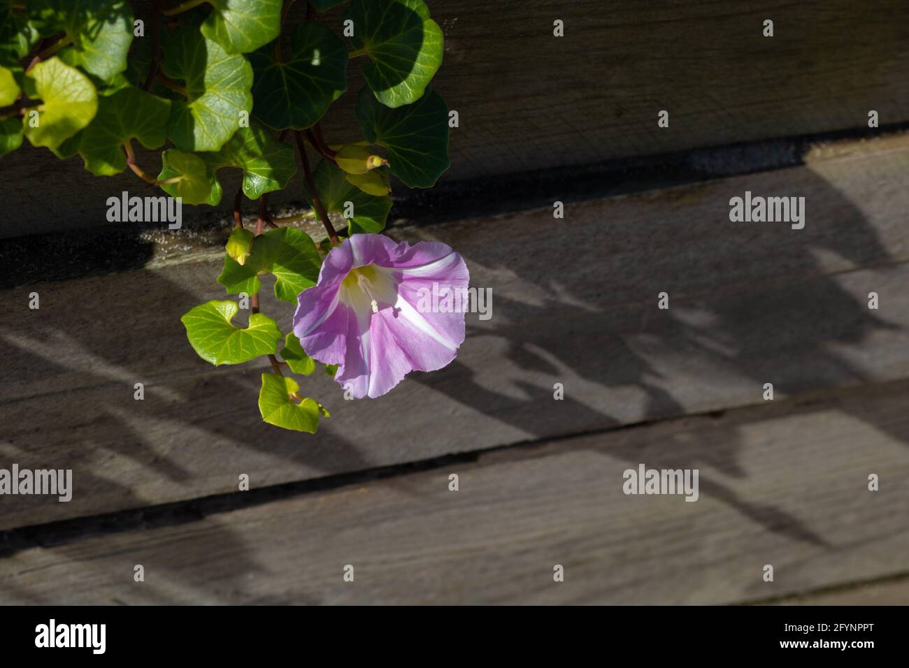 Close-up of pink seashore false bindweed flower and leaves hanging on boardwalk, illuminated with natural sunlight, casting shadows on wooden boards Stock Photo
