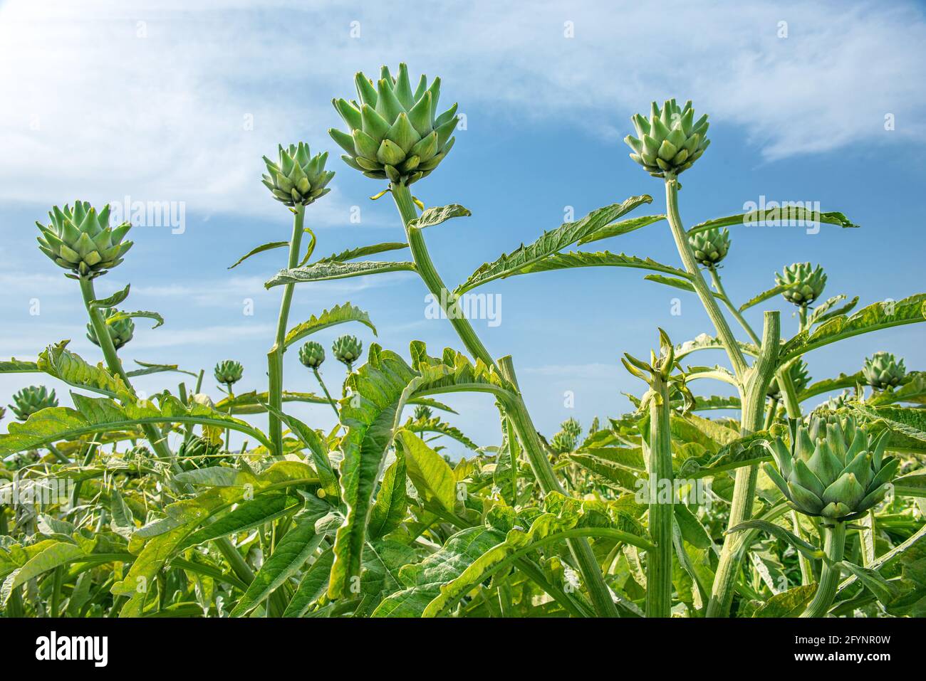 Green artichokes growing up in a field against blue sky background Stock Photo
