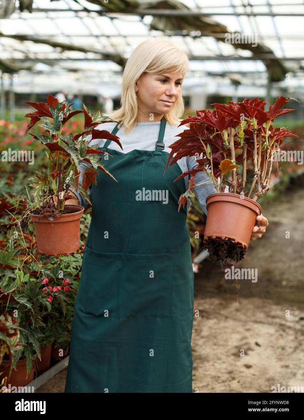 Mature female florist in apron working with begonia plants in pots in hothouse Stock Photo