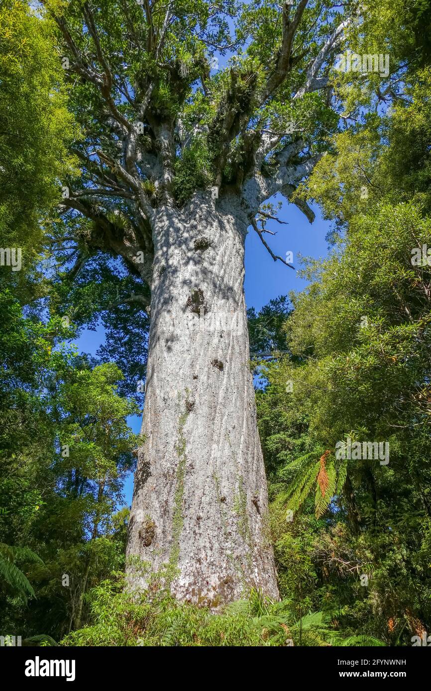 Giant kauri tree named Tane Mahuta or God of the Forest in the Waipoua Forest in New Zealand Stock Photo