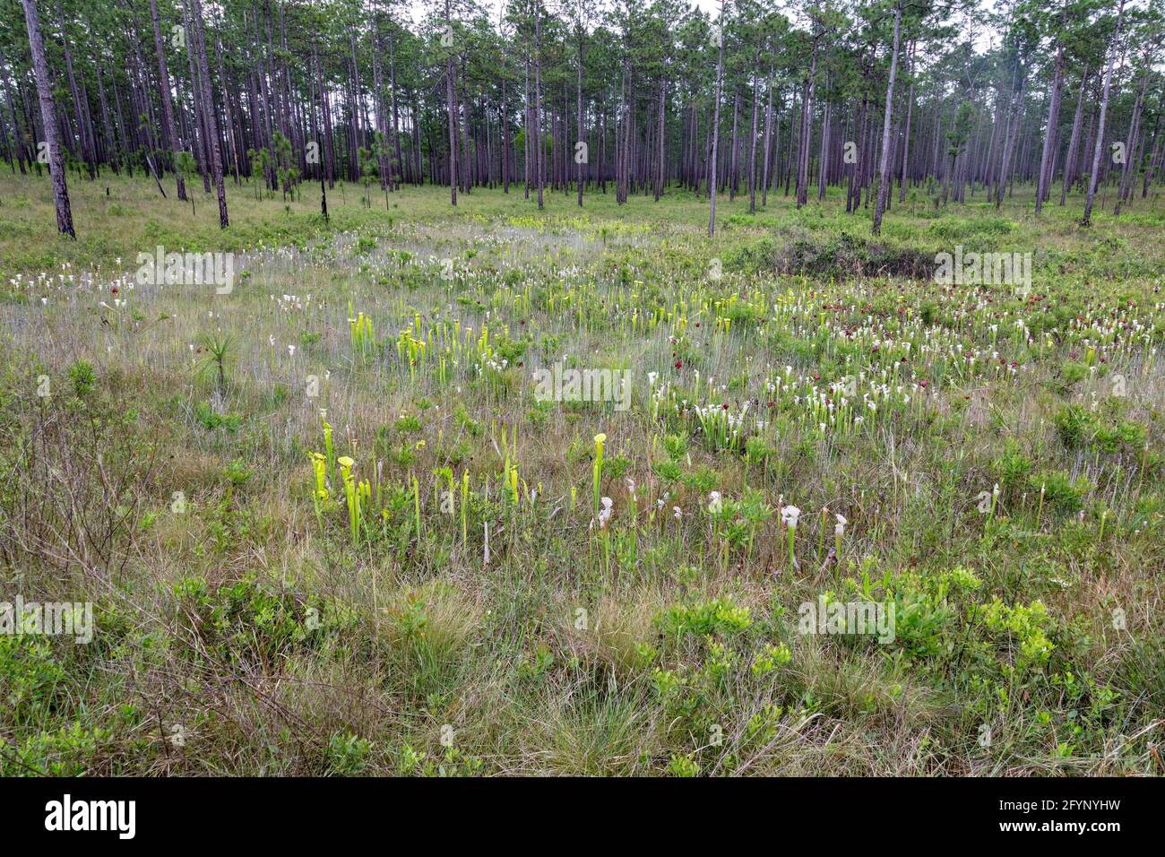 Crimson (Sarracenia leucophylla), Yellow Pitcher Plants (Sarracenia flava), seepage bog, FL, USA, by James D Coppinger/Dembinsky Photo Assoc Stock Photo