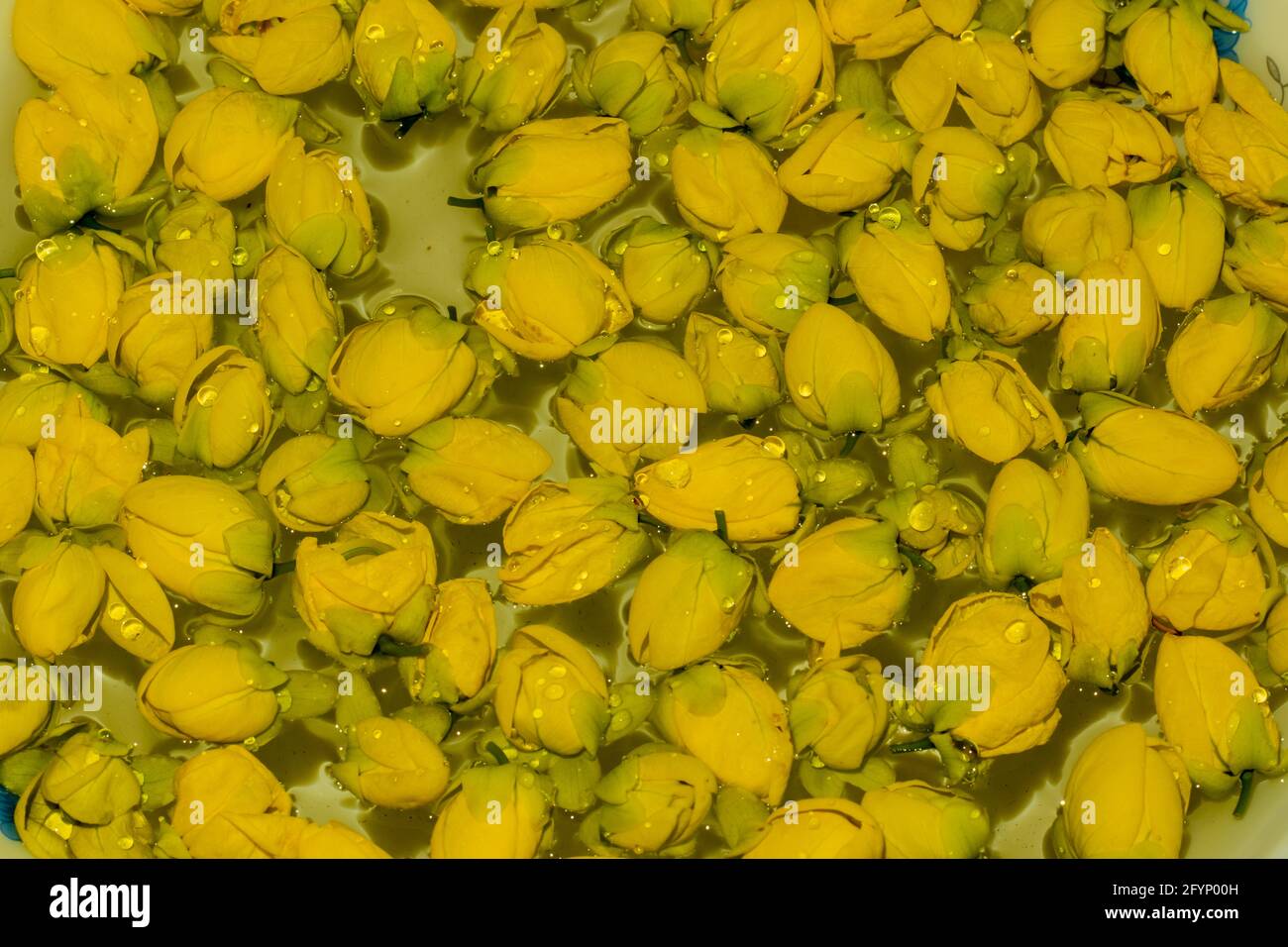 A bunch of Indian-laburnum or Golden shower yellow flower on clear water Stock Photo