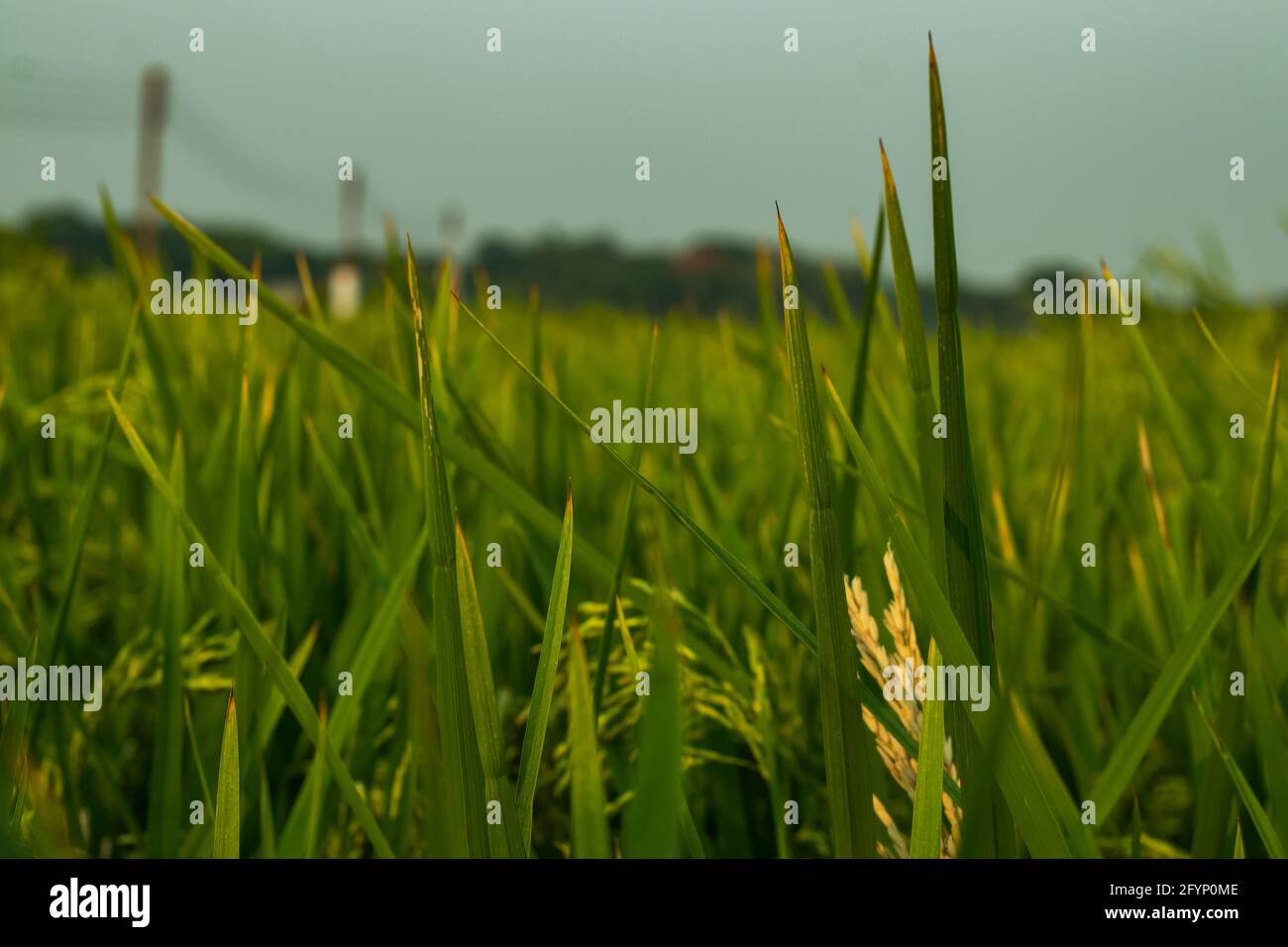Close Up landscape green and yellow ripe and raw biggest paddy field Stock Photo