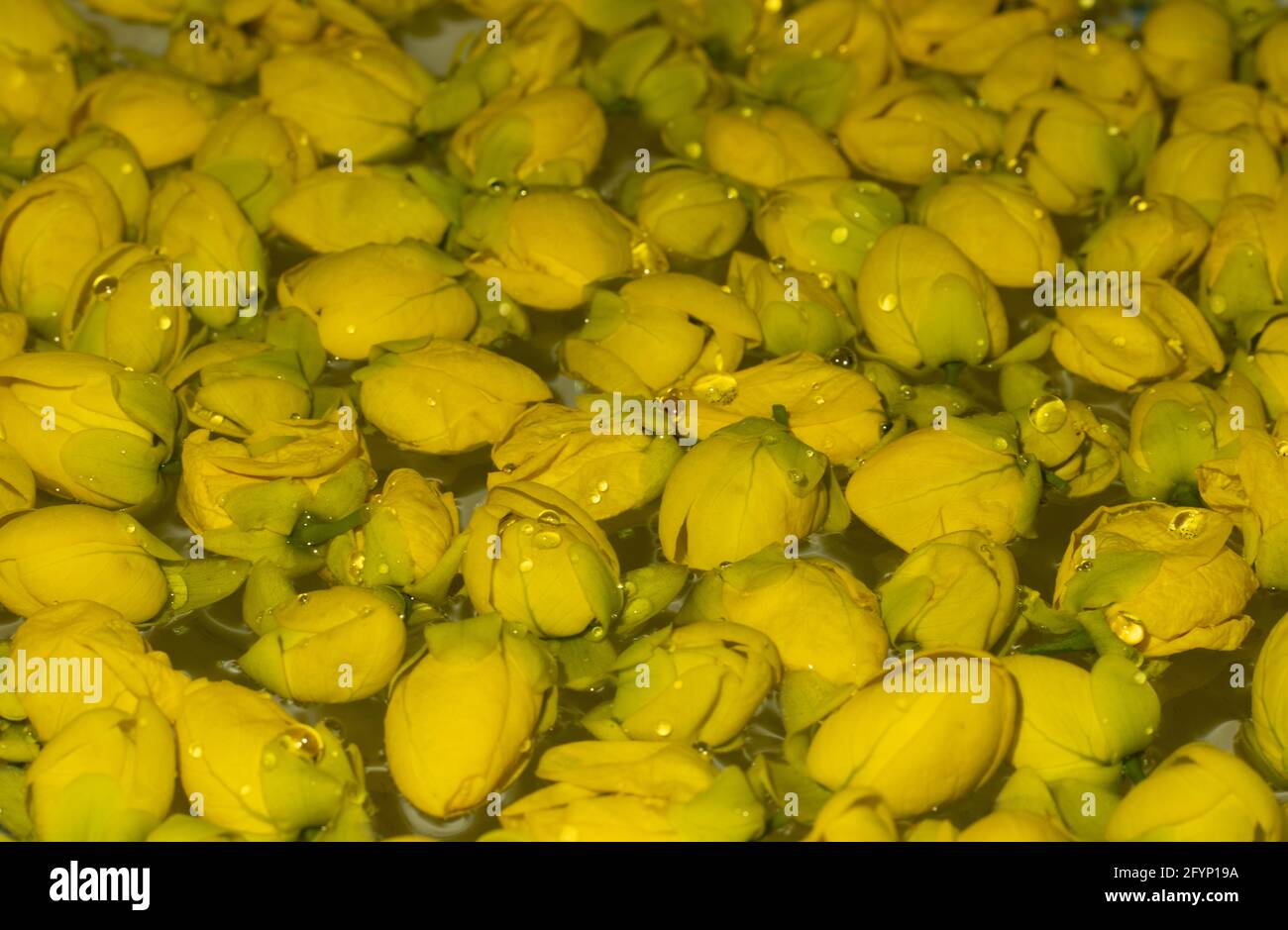 Golden shower yellow flower on clear water closeup or a bunch of Indian-laburnum Stock Photo