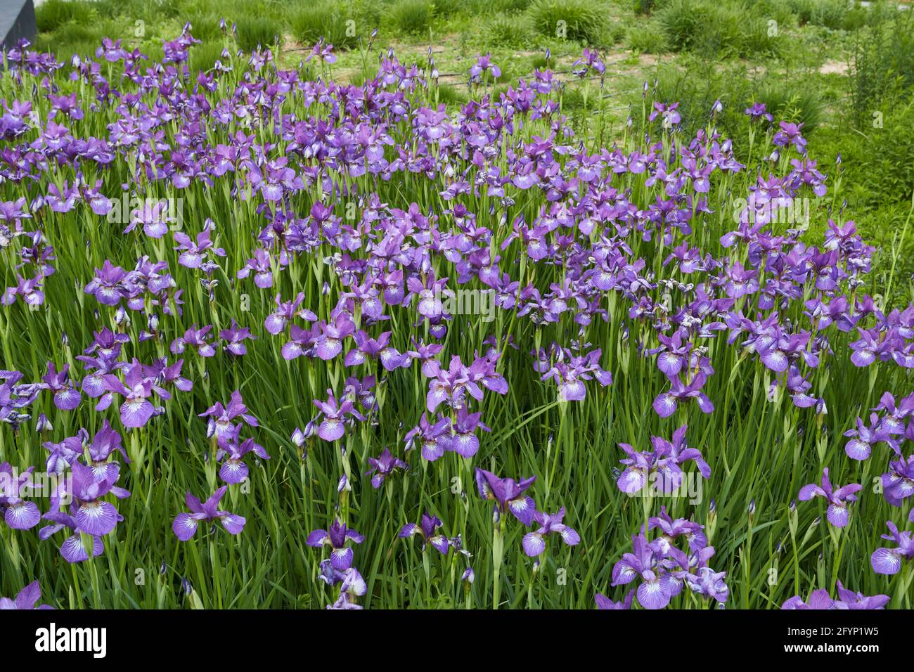 Iris sibirica purple flowers Stock Photo