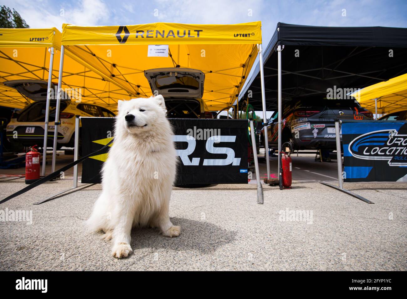 Dog chien during the Rallye du Touquet 2021, 1st round of the Championnat de France des Rallyes 2021, from May 27 to 29 in Le Touquet, France - Photo Bastien Roux / DPPI Stock Photo