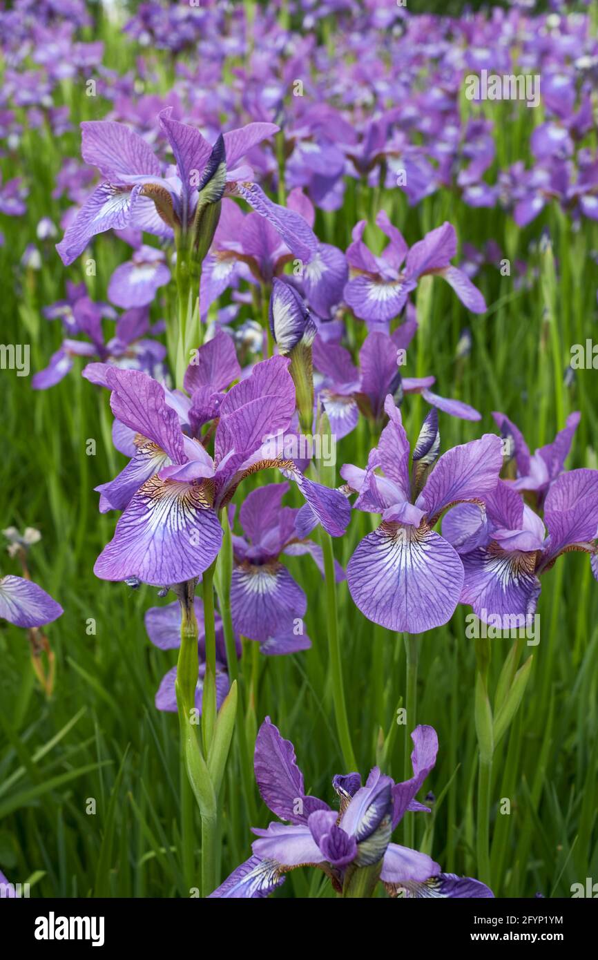 Iris sibirica purple flowers Stock Photo