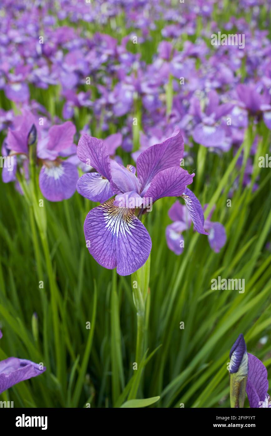 Iris sibirica purple flowers Stock Photo