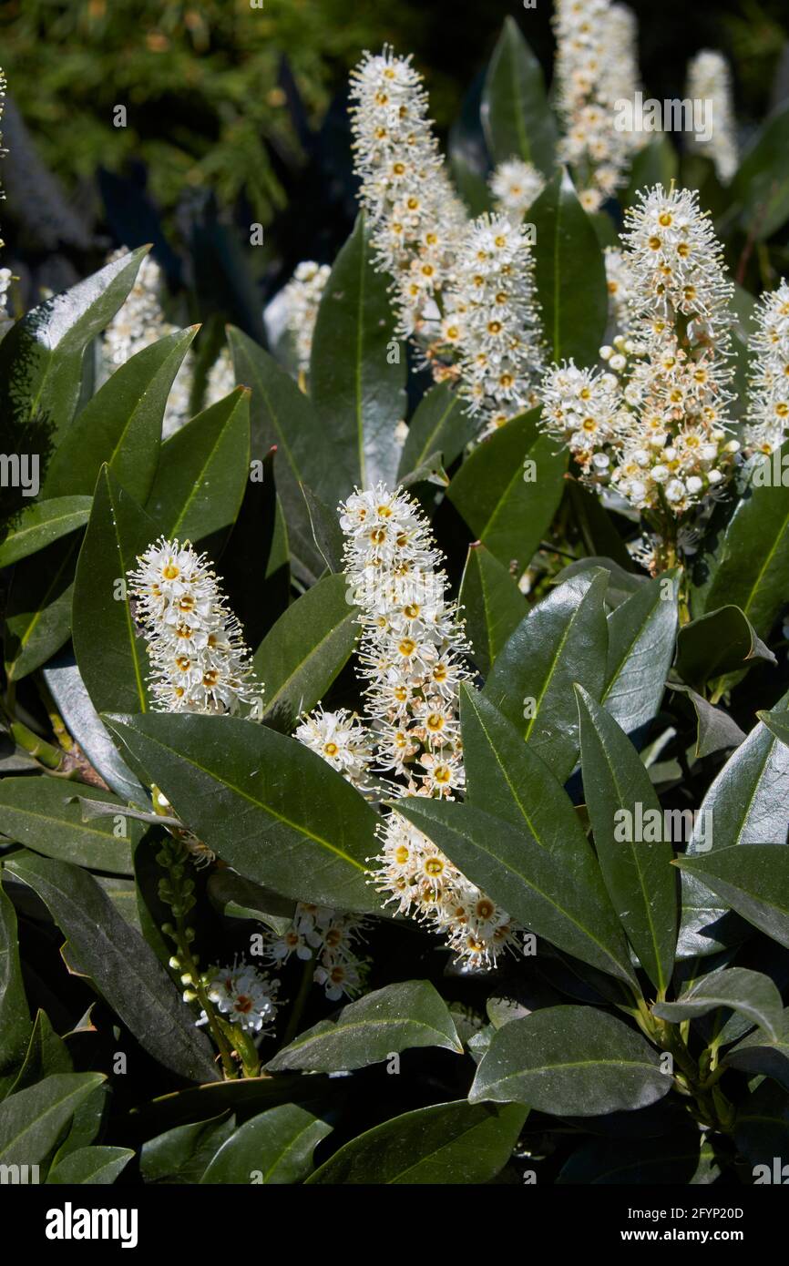 white inflorescence of Prunus laurocerasus Otto Luyken shrub Stock Photo