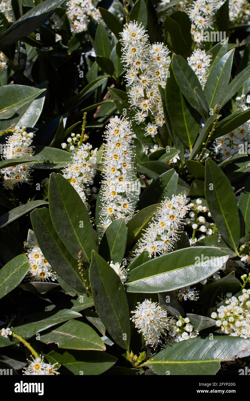 white inflorescence of Prunus laurocerasus Otto Luyken shrub Stock Photo