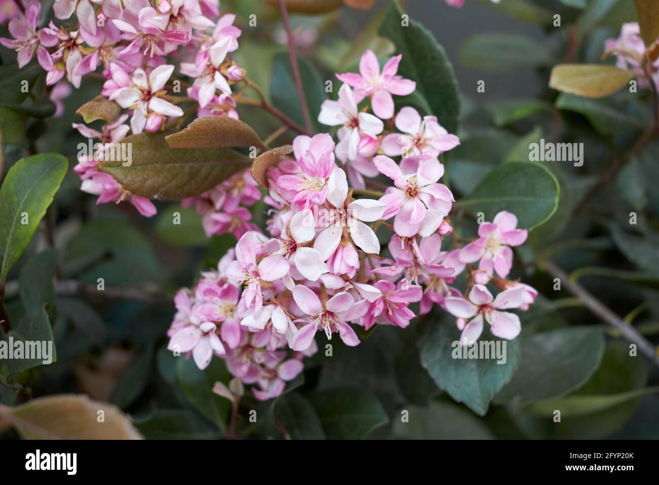 Rhaphiolepis indica pink inflorescence Stock Photo - Alamy