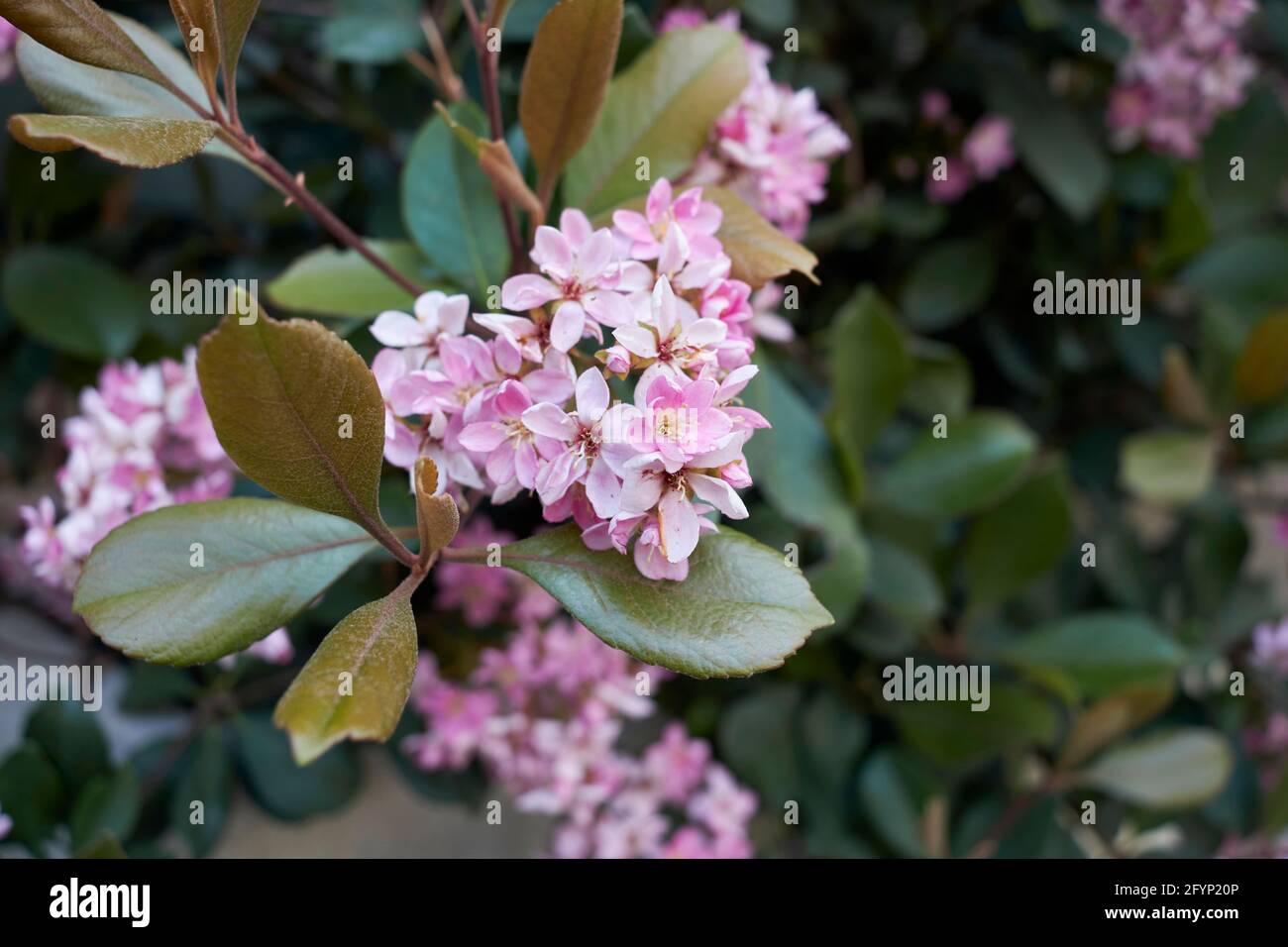 Rhaphiolepis indica pink inflorescence Stock Photo - Alamy
