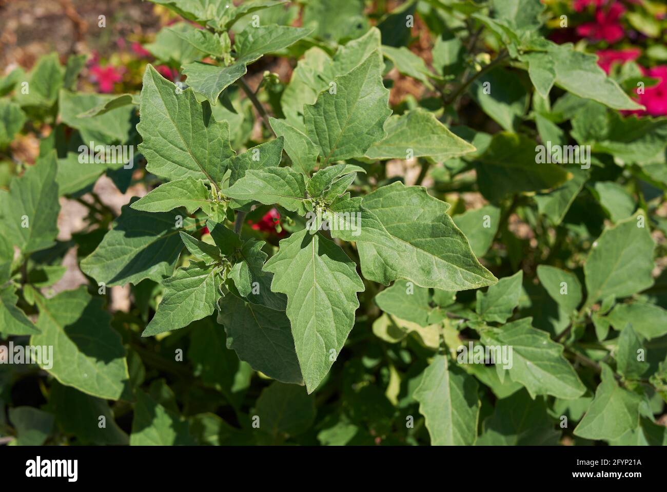 Solanum nigrum fresh leaves Stock Photo