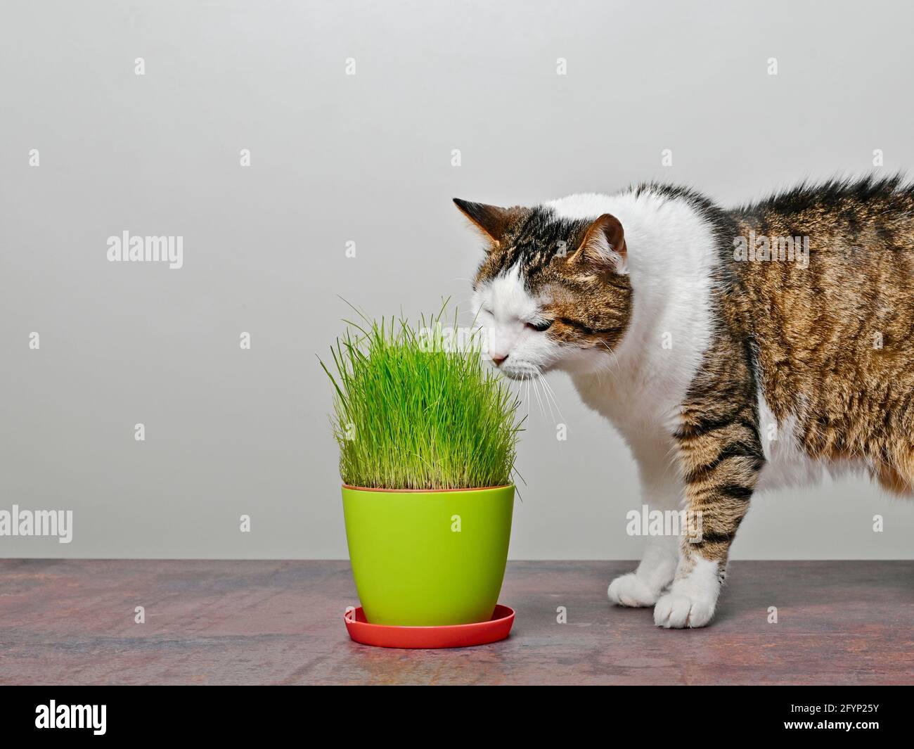 Cute aged cat loking curious to a pot of cat grass. Stock Photo
