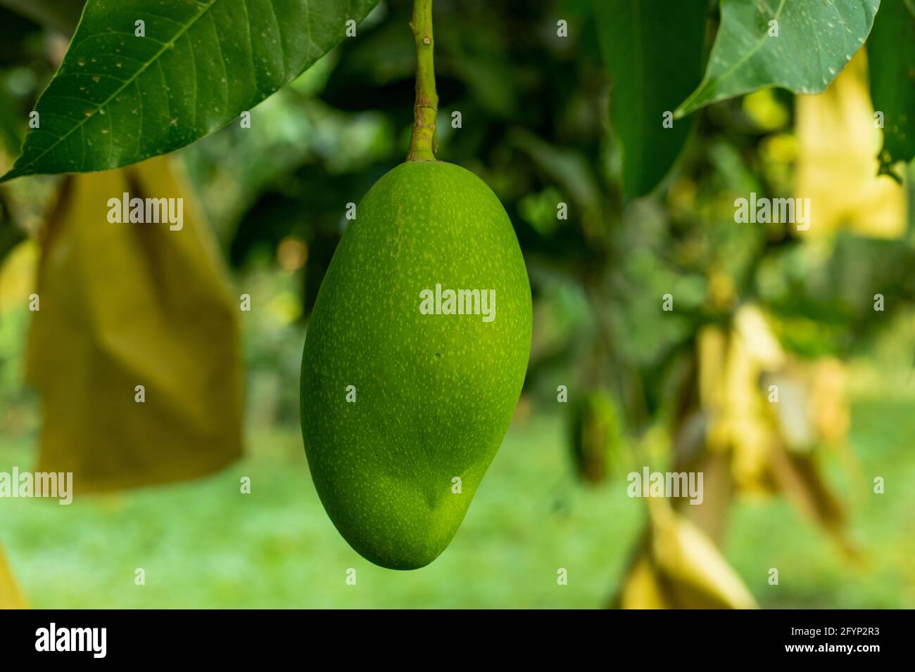 The raw sweet green mango is delicious and a seasonal fruit. The mango is packed with paper bag Stock Photo
