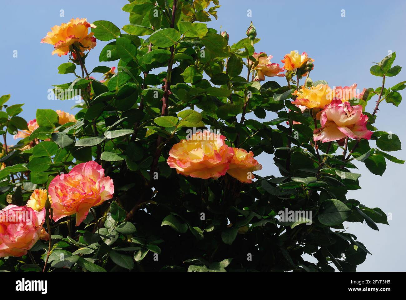 Pullman Orient Express rose is an old rose with petals red and yellow