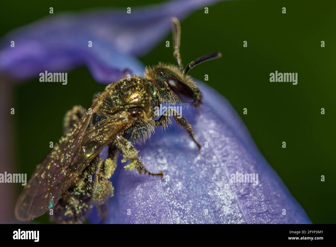 Bee covered in pollen grains on a bluebell flower in a British garden Stock Photo